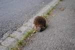 Ein Igel am Straenrand.