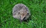 Igel im Garten - 25.10.2010