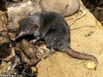 Moschuspitzmaus (Suncus murinus) im Tierpark Berlin (Mrz 1997).