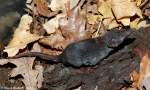 Moschuspitzmaus (Suncus murinus) im Zoologischen und Botanischen Garten Pilsen (November 2008)