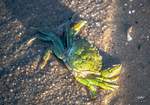 Gemeine Strandkrabbe im Watt, Wilhelmshaven