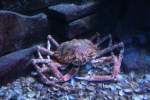 Atlantische Seespinne (Maja brachydactyla) am 12.12.2009 im Zoo-Aquarium Berlin.