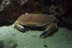 Krebs in einem Aquarium in einem chinesischen Restaurant (08.08.08)