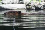 Kanadischer Biber (Castor canadensis) auf Augenhhe.