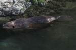 Kanadischer Biber (Castor canadensis).