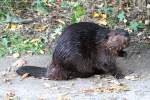 Kanadischer Biber (Castor canadensis) am 25.8.2010 im Toronto Zoo.