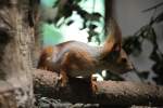 Jenissej-Eichhrnchen (Sciurus vulgaris jenissejensis) am 26.6.2010 im Leipziger Zoo.