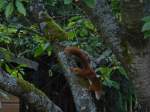Ein Eichhrnchen wurde hier bei seiner Futtersuche auf einem Kirschbaum im Garten fotografiert.