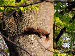 Eichhrnchen(Sciurus vulgaris) auf Futtersuche; zwei Tage spter war der Baum gefllt, und vom flinken Baumbewohner fehlt die Spur; 150425