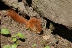 Eichhrnchen im Wildpark Mecklenburg-Vorpommern in Gstrow