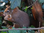 Ein Eichhrnchen im Tiergarten Schnbrunn.