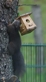 Ein Eichhörnchen im epischen Kampf mit dem Futterhäuschen.