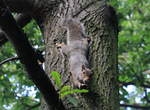 Grauhörnchen am 08.08.2019 im Greenwich Park in London.