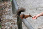 Zutrauliches Eichktzchen (Eichhrnchen) im Tiergarten Schnbrunn in Wien am 02.09.2015.