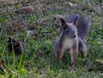 Eichhörnchen(Sciurus) ist quirlig und trotzdem achtsam auf Futtersuche; 210409