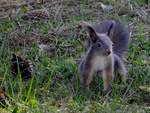 Eichhrnchen(Sciurus) ist quirlig und trotzdem achtsam auf Futtersuche; 210409