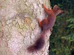 Eichhörnchen zeigt sich als wahrer, flotter Kletterkünstler am Baumstamm; 220707