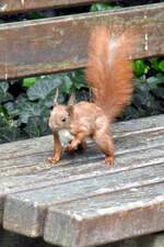 Eichhrnchen in Planten un Blomen (HAMBURG/Deutschland, 25.05.2023)