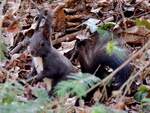 Eichh�rnchen (Sciurus) ist in den weitl�ufigen Andlagen des Schlosses Sch�nbrunn auf Futtersuche; 260310 