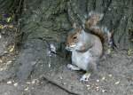 Eichhrnchen beim geniessen der Mahlzeit  (29.04.2010)