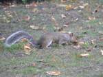 Ein Eichhörnchen auf der Suche nach Nahrung.
