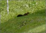 Ein Eichhrnchen auf Nahrungssuche gesehen am 16.09.2010.