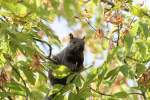Grauhrnchen (Sciurus carolinensis) am 26.9.2010 in der Second Marsh in Oshawa,Ont.