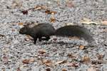 Dieses Grauhrnchen (Sciurus carolinensis) hat es eilig.