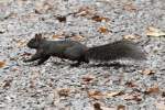 Grauhrnchen (Sciurus carolinensis) in Action.