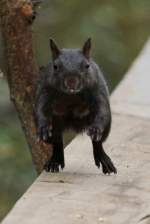 Bewegungsstudie eines Grauhrnchens (Sciurus carolinensis).