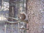 Ein kleines Gemeines Rothrnchen (Tamiasciurus hudsonicus) im Wald von Minnessota im April 2006.