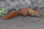 Eichhrnchen (Sciurus vulgaris) im Tierpark Berlin.