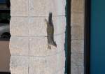  Squirrel  als Mauerkünstler in Lakeland/Florida - 22.04.2007
