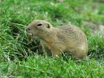 Europisches oder Gewhnliches Ziesel (Spermophilus citellus) im Zoo Hluboka / Tschechien.