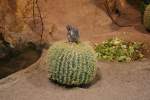 Ein Antilopenziesel (Ammospermophilus) sitzt auf einem Kaktus.