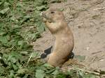 Ein Prriehund (Cynomus ludovicianus) beim tglichen Fressen am 2.7.2006 im Tierpark Kolmrden.