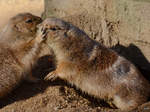 Zwei Schwarzschwanzprriehunde im Zoo Barcelona (Dezember 2011)