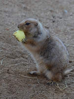 Lecker Obst fr den Schwarzschwanzprriehund im Zoo Barcelona (Dezember 2011)  