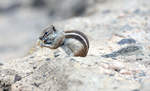 Erdhrnchen (Xerinae) auf der Insel Fuerteventura in Spanien.