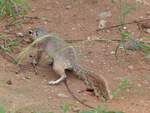 Ein Graufuhrnchen ( Heliosciurus gambianus ) im  sdhiopischen Turmi am 29.4.2019