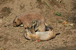 Prriehunde am 14.09.2021 im Tierpark Hagenbeck in Hamburg.