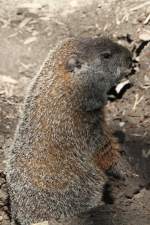 Waldmurmeltier (Marmota monax) bei einer kurzen Pause, bevor weitergegraben wird..