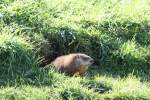 Waldmurmeltier (Marmota monax) beim Prfen der Lage.