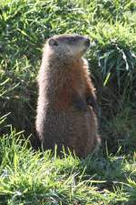 Das Waldmurmeltier (Marmota monax) mu sich erst noch einen besserern berblick verschaffen.