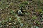 Neugierig schaut am 12.07.1992 das Erdhrnchen, ein Belding Ziesel (Spermophilus beldingi) aus seinem Bau, ob die Luft auch rein ist (im Yosemite National Park / USA)