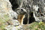 Ein Murmeli betrachte den fremden Eindringling sehr vorsichtig aus seiner Felsenwohnung heraus.