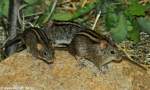 Tansania-Vierstreifengrasmaus (Rhabdomys dilectus) im Zoo und Botanischen Garten Pilsen (Plzen, Juni 2015).