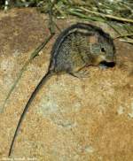 Tansania-Vierstreifengrasmaus (Rhabdomys dilectus) im Zoo und Botanischen Garten Pilsen (Plzen, Juni 2015).