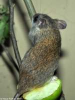 Lorings Akazienratte (Tallomys loringi) im Zoo und Botanischen Garten Pilsen (Plzen, Juni 2015).