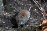 Eine Maus im Wald am Ratzeburger Kchensee; 12.04.2012